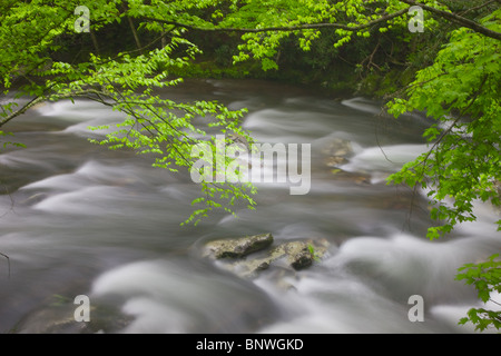 Cascate di primavera sul polo centrale piccolo fiume nel Parco Nazionale di Great Smoky Mountains, STATI UNITI D'AMERICA. Foto Stock