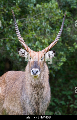 Ritratto di vimini (Kobus ellissiprymnus), Monte Elgon, Kenya. Foto Stock