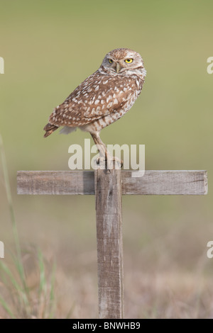 Scavando la civetta (Athene cunicularia) e T-pesce persico vicino alla sua tana in Cape Coral, Florida Foto Stock