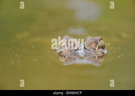 Il coccodrillo americano (Alligator mississipiensis), Adulto il nuoto, Fennessey Ranch, Refugio, Coastal Bend, costa del Texas, Stati Uniti d'America Foto Stock