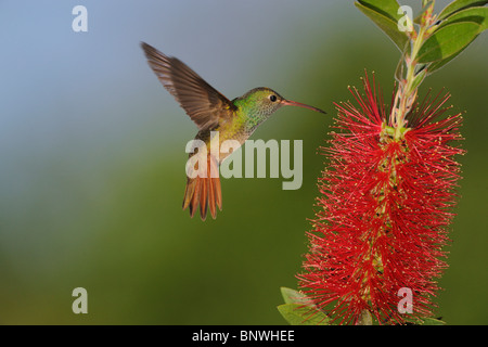 Buff-panciuto Hummingbird (Amazilia yucatanenensis), Adulto alimentazione su Limone scovolino da bottiglia (Callistemon citrinus), Sinton, Texas Foto Stock