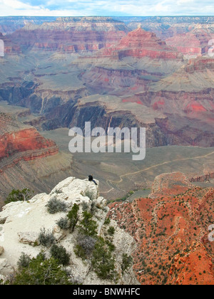 Un uomo godendo la vista dall'Yavapai Point vicino al south rim Visitor Center, il Parco Nazionale del Grand Canyon, Arizona, Stati Uniti. Foto Stock