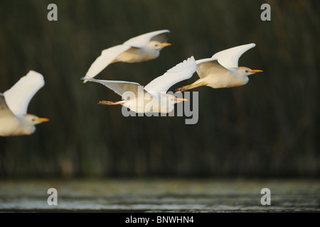 Airone guardabuoi (Bubulcus ibis), gregge in volo, Fennessey Ranch, Refugio, Coastal Bend, costa del Texas, Stati Uniti d'America Foto Stock