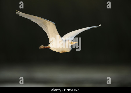 Airone guardabuoi (Bubulcus ibis), adulto in volo, Fennessey Ranch, Refugio, Coastal Bend, costa del Texas, Stati Uniti d'America Foto Stock