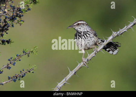 Cactus Wren (Campylorhynchus brunneicapillus), Adulto, Monti Chisos, parco nazionale di Big Bend, deserto del Chihuahuan, Texas Foto Stock