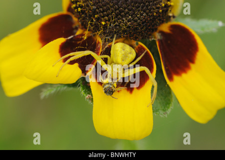 Il ragno granchio (Misumena vatia), Adulto con la preda, Fennessey Ranch, Refugio, Corpus Christi, Coastal Bend, costa del Texas, Stati Uniti d'America Foto Stock