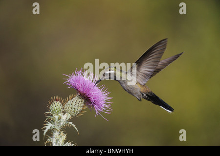 Blu-throated Hummingbird (lampornis clemenciae), maschio alimentazione su blooming Texas thistle, Monti Chisos, Big Bend NP, Texas Foto Stock