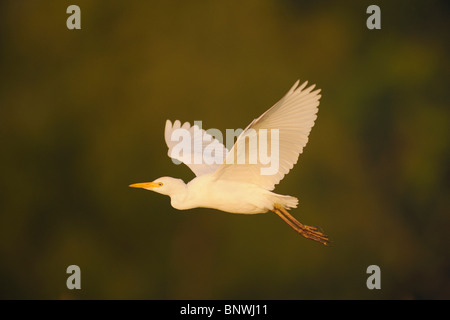 Airone guardabuoi (Bubulcus ibis), adulto in volo, Fennessey Ranch, Refugio, Coastal Bend, costa del Texas, Stati Uniti d'America Foto Stock