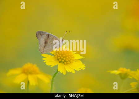 Buckeye comune (Junonia coenia), Adulto arroccato su Huisache Daisy, Corpus Christi, Coastal Bend, costa del Texas, Stati Uniti d'America Foto Stock