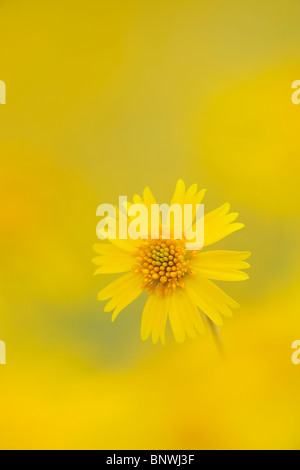 Huisache Daisy (Amblyolepis setigera), fioritura, Fennessey Ranch, Refugio, Corpus Christi, Coastal Bend, costa del Texas, Stati Uniti d'America Foto Stock