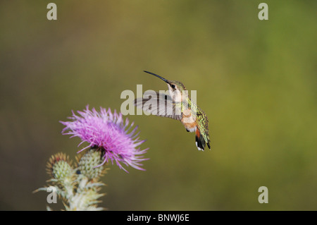 Lucifero Hummingbird (Calothorax Lucifero), alimentazione femmina sul Texas thistle, Monti Chisos, parco nazionale di Big Bend, Texas Foto Stock