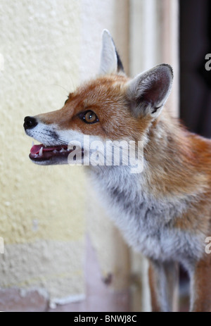 Red Fox (Vulpes vulpes vulpes) vixen in casa Foto Stock