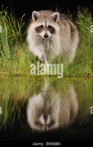 Procione settentrionale (Procione lotor), adulto a notte al lago di acquitrini, Fennessey Ranch, Refugio, Coastal Bend, costa del Texas, Stati Uniti d'America Foto Stock