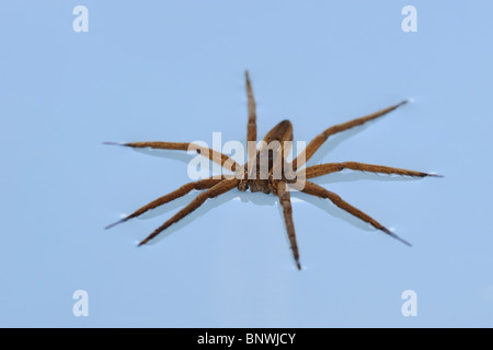 Vivaio Spider Web (Pisaurina sp.), Adulto sulla superficie dell'acqua, Fennessey Ranch, Refugio, Corpus Christi, Coastal Bend, Texas Foto Stock