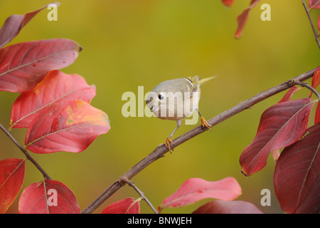 Ruby-incoronato Kinglet (Regulus calendula), Adulto su mirto di crespo (lagerstroemia) di New Braunfels, San Antonio Hill Country, Texas Foto Stock