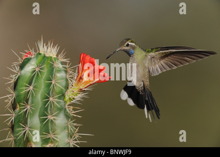 Blu-throated Hummingbird (lampornis clemenciae), maschio alimentazione su blooming Claret Cup Cactus, parco nazionale di Big Bend, Texas Foto Stock