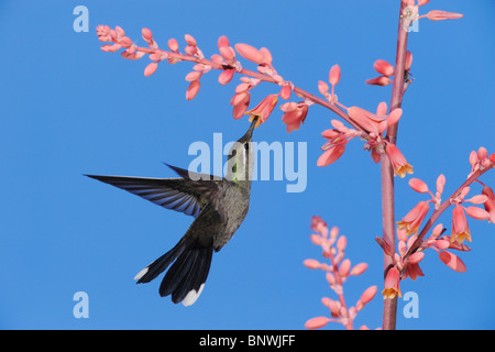 Blu-throated Hummingbird (lampornis clemenciae), maschio in volo su alimentazione Red Yucca, parco nazionale di Big Bend, Texas Foto Stock