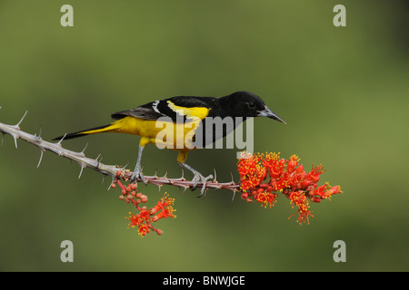 Scott del Rigogolo (Icterus parisorum), maschio alimentazione su blooming Ocotillo Chisos, montagne, parco nazionale di Big Bend, Texas Foto Stock