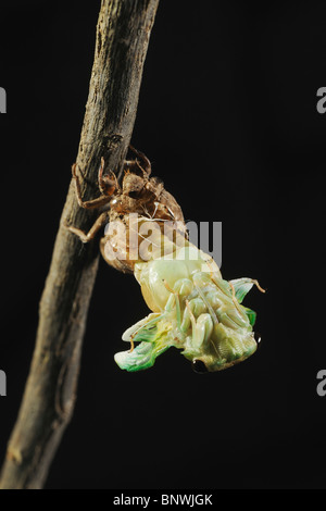 Superba Cicala verde (Tibicen superba), adulti emergenti dalla ninfa pelle, New Braunfels, San Antonio Hill Country, Texas centrale Foto Stock