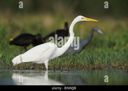 Airone bianco maggiore ( Ardea alba),adulto tra gli altri trampolieri, Fennessey Ranch, Refugio, Coastal Bend,Costa del Texas, Stati Uniti d'America Foto Stock