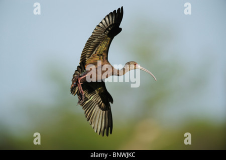 Di fronte bianco-Ibis (Plegadis chihi), adulto in volo, Fennessey Ranch, Refugio, Coastal Bend, costa del Texas, Stati Uniti d'America Foto Stock