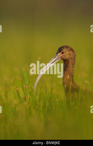 Di fronte bianco-Ibis (Plegadis chihi), adulto in marsh, Fennessey Ranch, Refugio, Coastal Bend, costa del Texas, Stati Uniti d'America Foto Stock