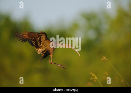 Di fronte bianco-Ibis (Plegadis chihi), adulto in volo, Fennessey Ranch, Refugio, Coastal Bend, costa del Texas, Stati Uniti d'America Foto Stock