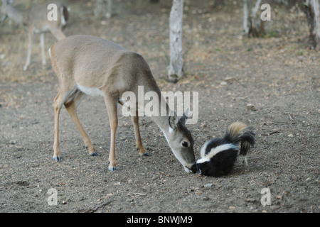 White-Tailed Deer (Odocoileus virginianus) Skunk striato (Mephitis mephitis), l'alimentazione,Hill Country, Texas centrale, STATI UNITI D'AMERICA Foto Stock
