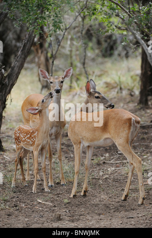 White-Tailed Deer (Odocoileus virginianus), gruppo di New Braunfels, San Antonio Hill Country, Texas centrale, STATI UNITI D'AMERICA Foto Stock