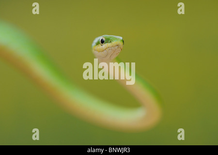 Ruvido Green Snake (Opheodrys aestivus), arrampicata per adulti nella struttura ad albero, Refugio, Coastel Bend, Texas, Stati Uniti d'America Foto Stock