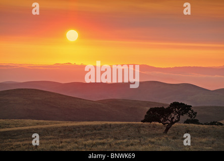 California Oak su dolci colline con il sole di setting Foto Stock