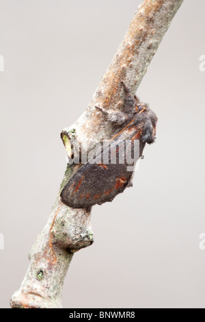 Ferro Notodonta prominente dromedarius falena adulta a riposo su un ramoscello Foto Stock