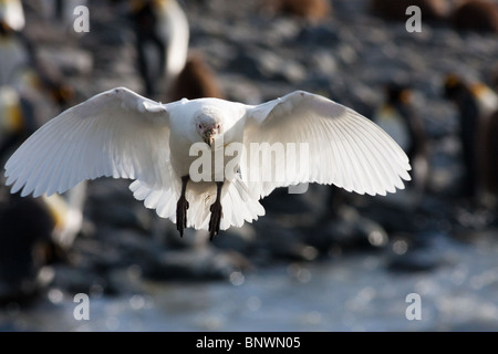 Snowy Sheathbill (Chionis alba) in volo su Isola Georgia del Sud, un re colonia di pinguini in background Foto Stock