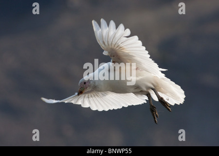 Snowy Sheathbill (Chionis alba) in volo su Isola Georgia del Sud Foto Stock