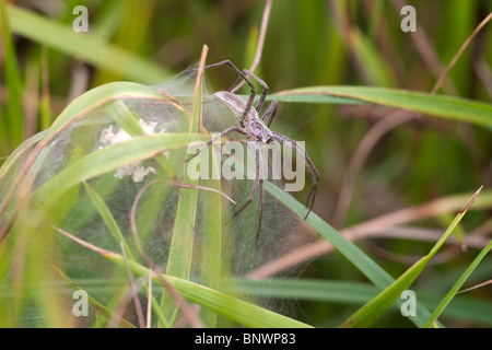 Vivaio Orb Web Spider Pisaura mirabilis femmina adulta spider sul suo web Foto Stock