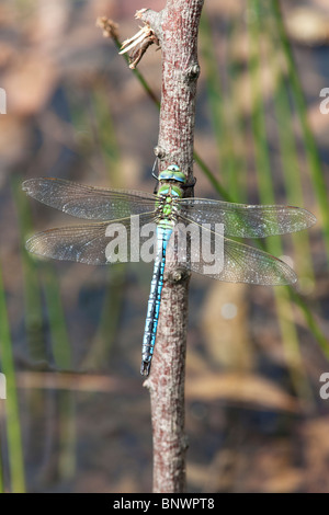 L'imperatore libellula Anax imperator maschio adulto a riposo Foto Stock