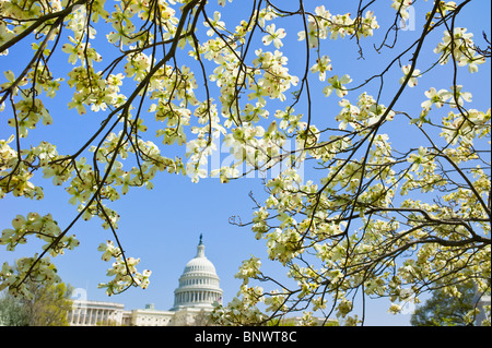 Sanguinello rami con Capitol Building in background Foto Stock