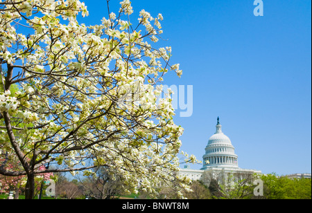 Sanguinello tree con Capitol Building in background Foto Stock