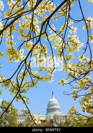 Sanguinello rami con Capitol Building in background Foto Stock