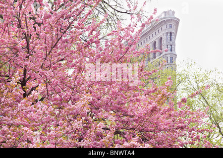 Fiori di Ciliegio nella parte anteriore di un Flat Iron Building Foto Stock