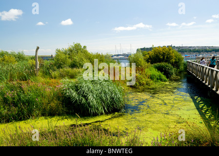 La passerella per la baia di Cardiff wetland riserva naturale cardiff South wales uk Foto Stock