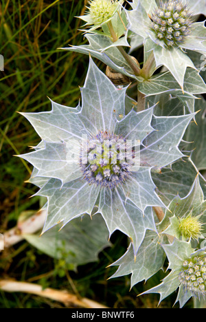 Mare holly Eryngium maritimum kenfig riserva naturale nazionale porthcawl South wales uk Foto Stock