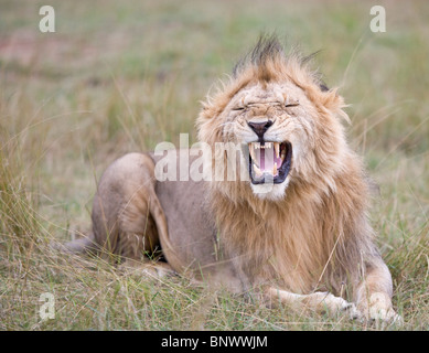 Maschio di leone ruggente sdraiati sull'erba,Masai Mara Foto Stock