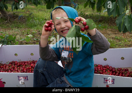 Ragazzo giovane la raccolta delle ciliegie in un frutteto Foto Stock