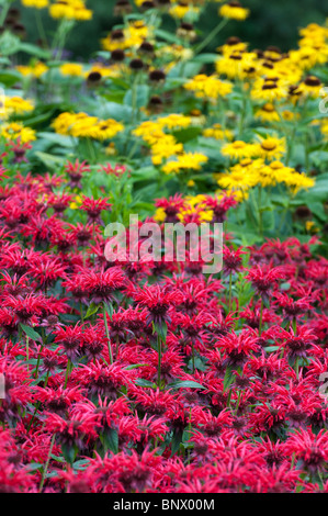 Monarda 'Vista Giardino Scarlet'. Il bergamotto 'Vista Giardino Scarlet' in un giardino inglese fiore confine. Regno Unito Foto Stock