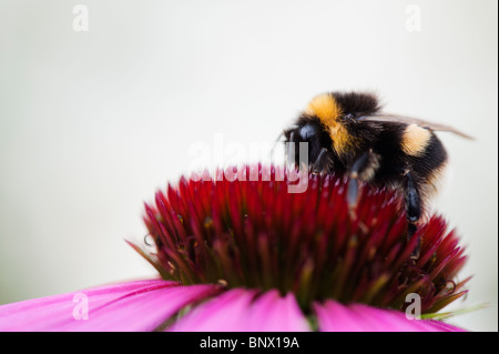 Bumble Bee, bombus lucorum, di alimentazione su un prodotto a base di echinacea purpurea fiore contro uno sfondo bianco Foto Stock