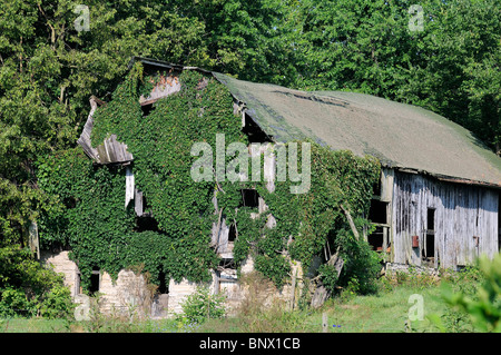 Vigna vecchia coperta in legno fienile nella regione di Bluegrass del Kentucky, Stati Uniti d'America Foto Stock