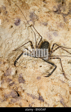 Frusta Tailless Scorpion (Damon variegatus) in grotta, costiere del Kenya. Foto Stock