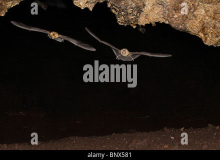 African trident pipistrelli (Triaenops afer) battenti in grotta, costiere del Kenya. Foto Stock