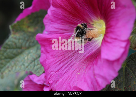 Bee afferrando Hollyhock per il caro vita Foto Stock